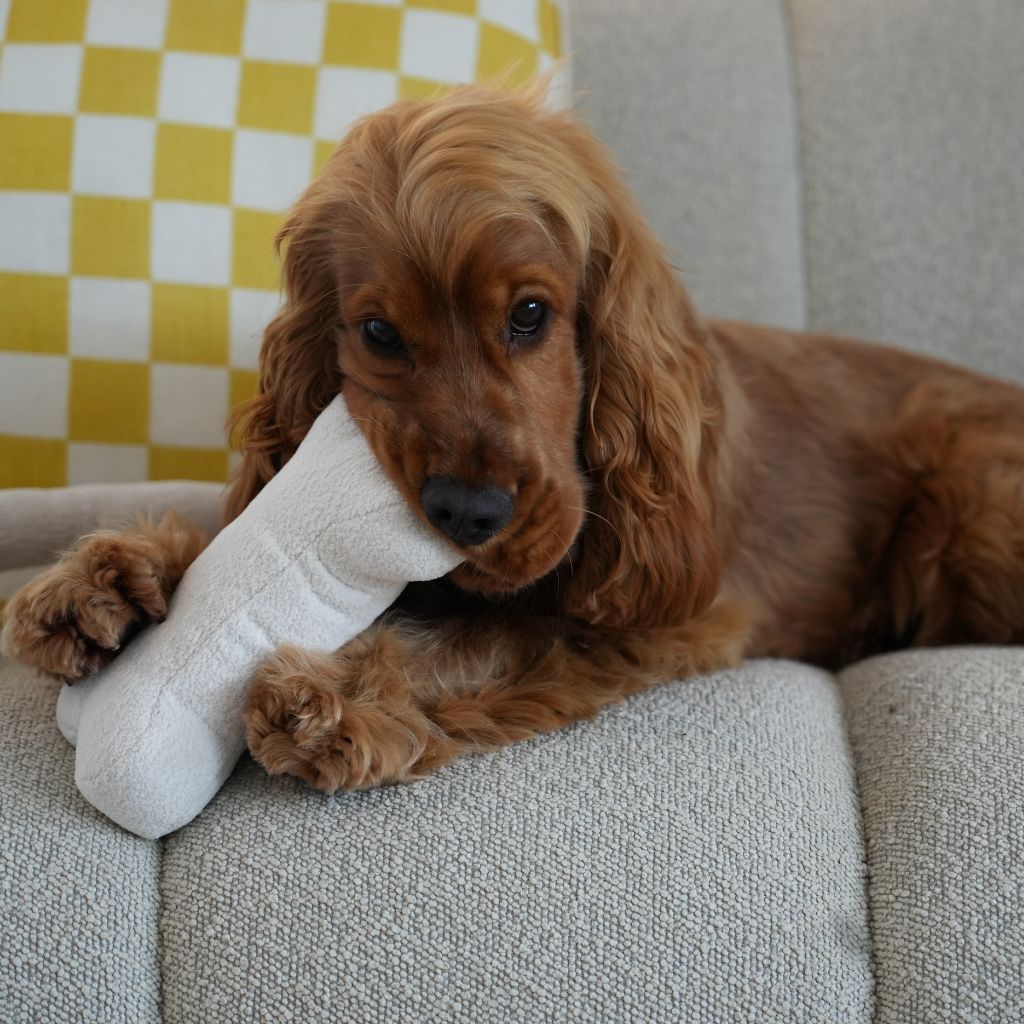 The Boucle Bone