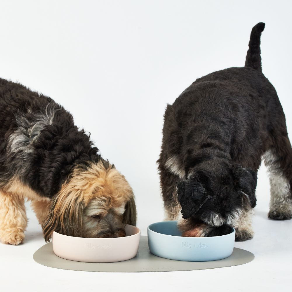 The Ceramic Bowl