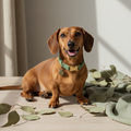 Dachshund - Grass Green Collar