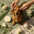 Tan dachshund with bright clean face being groomed around eyes with shampoo bar and face mask on sage green linen