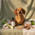 Tan dachshund outdoors looking protected with citronella spray bottle, lemongrass stalks and rose geranium flowers on sage green linen