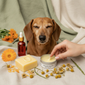 Tan dachshund with healthy nose being dabbed with organic soother surrounded by shea butter, calendula petals and rosehip oil on sage green linen