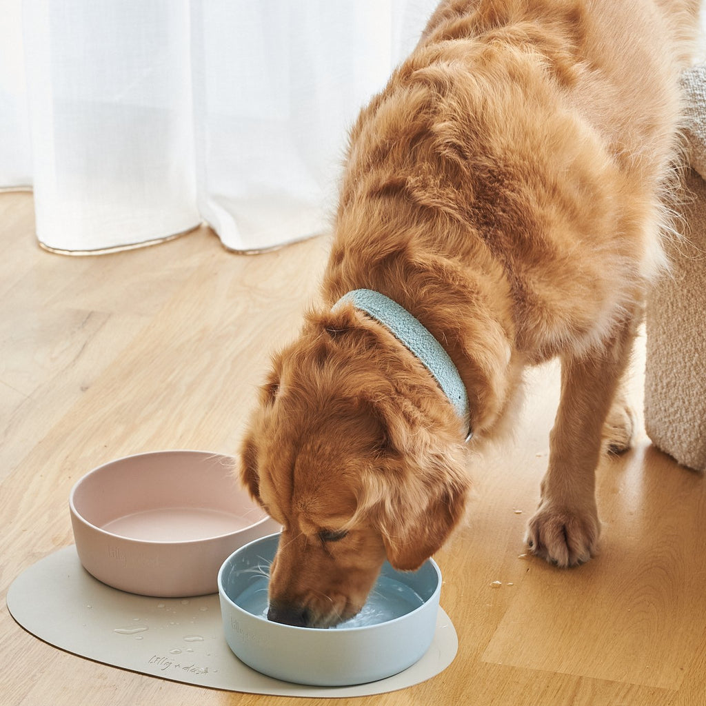The Ceramic Bowl